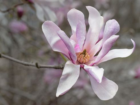 Magnolia flowers Free stock photos in JPEG (.jpg) 851x1280 format for