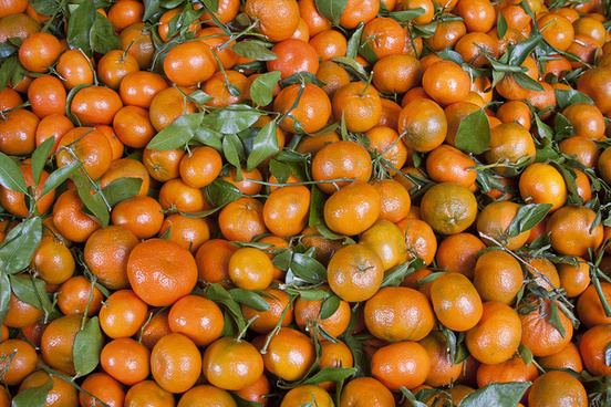 Fruits orange citrus fruits Free stock photos in JPEG (.jpg) 2048x3072 ...