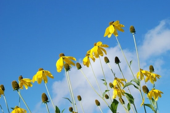 Beautiful Natural Flower Free Stock Photos Download 28 207 Free Stock Photos For Commercial Use Format Hd High Resolution Jpg Images