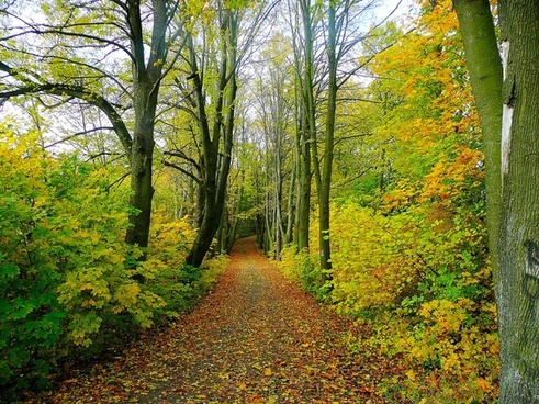 Autumn Forest Path Free Stock Photos Download 8 227 Free Stock Photos For Commercial Use Format Hd High Resolution Jpg Images