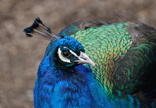 Peacock free stock photos download (130 Free stock photos) for