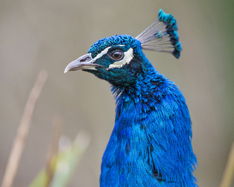 Peacock bird Free stock photos in JPEG (.jpg) 3333x5000 format for free ...