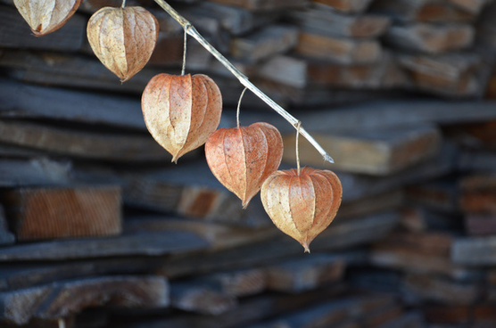 Lampionblume free stock photos download (6 Free stock