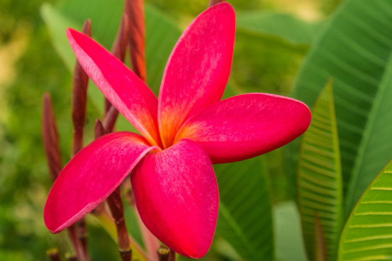 Pink flower background free stock photos download (18,967 Free stock