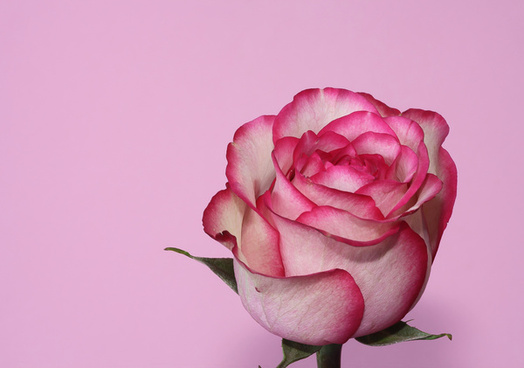 Pink Rose Flowers Images Free Stock Photos Download 12368 Free