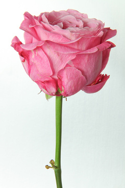 Single Pink Rose Pictures Free Stock Photos Download 4160 Free