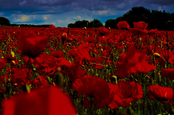 Poppy Field Images Free Stock Photos Download 2 603 Free Stock Photos For Commercial Use Format Hd High Resolution Jpg Images