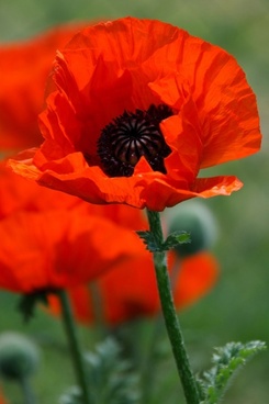 Poppy Free Stock Photos Download 246 Free Stock Photos For Commercial Use Format Hd High Resolution Jpg Images