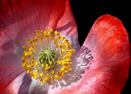 Poppy flower red Free stock photos in JPEG (.jpg) 2362x2362 format for ...