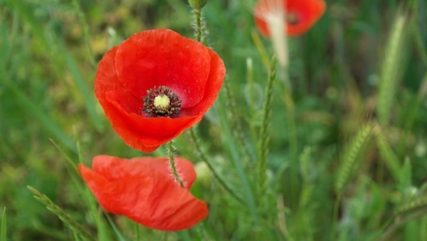 Poppy free stock photos download (246 Free stock photos) for commercial ...