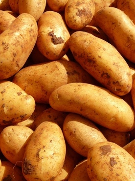 potato image free stock photos download 129 free stock photos for commercial use format hd high resolution jpg images potato image free stock photos download