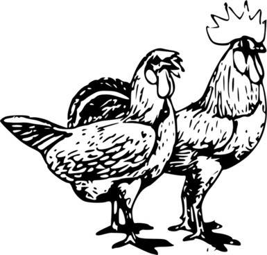 Poultry drawing free vector download (92,057 Free vector) for ...