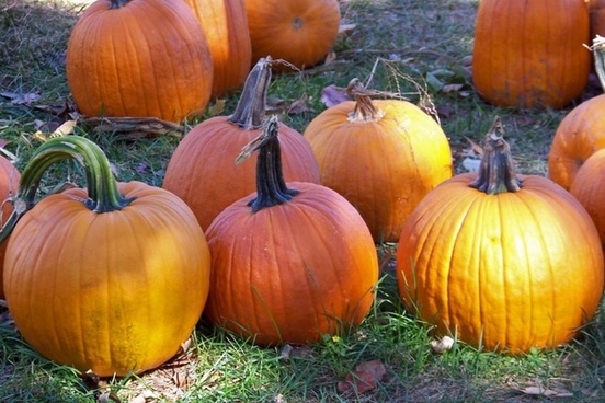 Pumpkin And Leaves Autumn Wallpaper Free Stock Photos Download 7 379 Free Stock Photos For Commercial Use Format Hd High Resolution Jpg Images