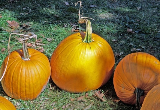 Autumn Trees Fall Pumpkins Free Stock Photos Download 15 125 Free Stock Photos For Commercial Use Format Hd High Resolution Jpg Images