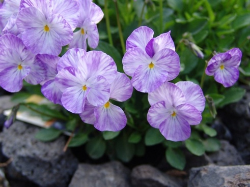 Purple Colour Flower Images Free Stock Photos Download 11931 Free