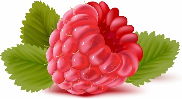 Raspberry vector free vector download (41 Free vector) for ...