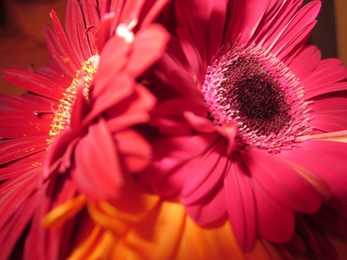 Gerbera daisy pink daisy Free stock photos in JPEG (.jpg) 2592x3888 ...