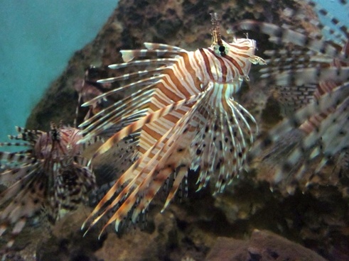 lionfish 89kb publicdomainpictures