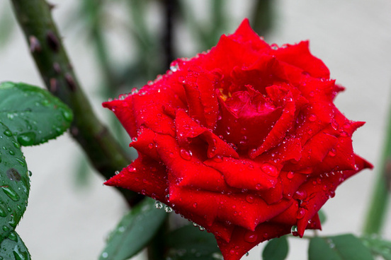 Red Rose Flowers Water Drops Free Stock Photos Download 26 968 Free Stock Photos For Commercial Use Format Hd High Resolution Jpg Images Sort By Relevant First