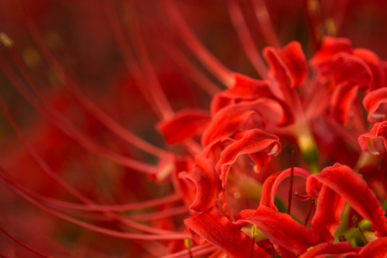 Spider Lily Free Stock Photos Download 7 Free Stock Photos For Commercial Use Format Hd High Resolution Jpg Images