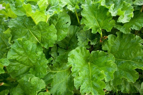 Vegetable Plants Free Stock Photos Download 7 148 Free Stock Photos For Commercial Use Format Hd High Resolution Jpg Images