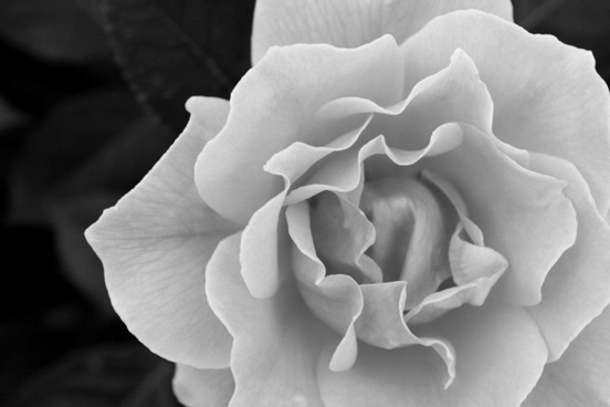 Featured image of post Rose Images Black And White - Find &amp; download free graphic resources for black and white floral.
