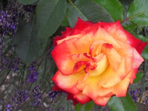 The rose garden Free stock photos in jpg format for free download 13.13MB
