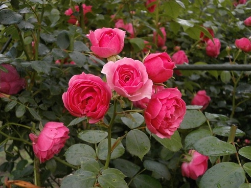 Rose rosebud flower Free stock photos in JPEG (.jpg) 2388x1770 format ...