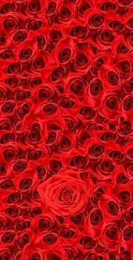 Hd Love Rose Images Free Stock Photos Download 6045 Free Stock