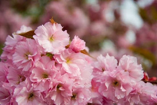 Sakura free stock photos download (29 Free stock photos) for commercial ...