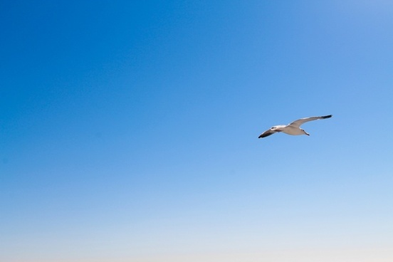 Flying Birds In Blue Sky Free Stock Photos Download 19 610 Free Stock Photos For Commercial Use Format Hd High Resolution Jpg Images Sort By Relevant First