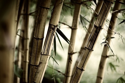 Bamboo Texture Free Stock Photos Download 2 221 Free Stock Photos For Commercial Use Format Hd High Resolution Jpg Images