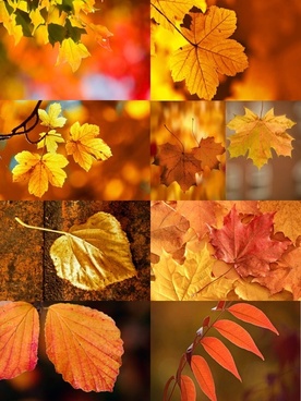 Autumn Leaves Free Stock Photos Download 6170 Free Stock Photos