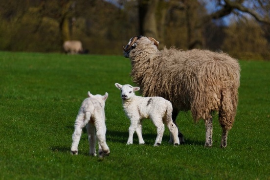Sheep Photos Free Stock Photos Download 216 Free Stock Photos For Commercial Use Format Hd High Resolution Jpg Images