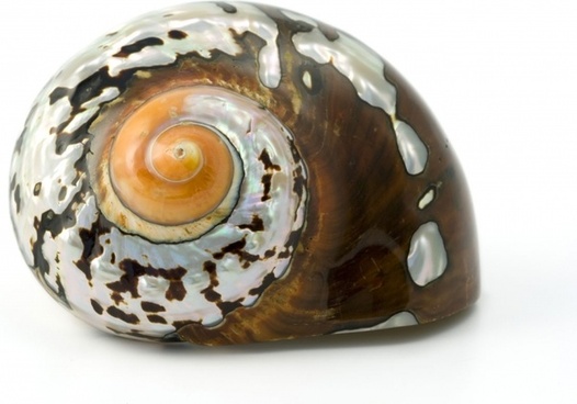 Shell free stock photos download (318 Free stock photos) for commercial