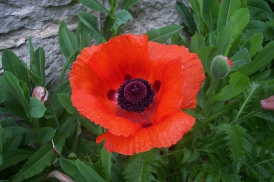 Red Poppy Free Stock Photos Download 6 243 Free Stock Photos For Commercial Use Format Hd High Resolution Jpg Images