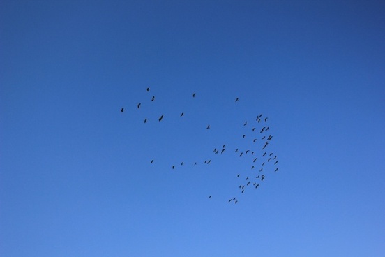 Birds Flying In The Sky Free Stock Photos Download 16 6 Free Stock Photos For Commercial Use Format Hd High Resolution Jpg Images Sort By Relevant First