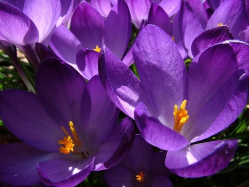 Purple crocus Free stock photos in JPEG (.jpg) 1280x960 format for free ...