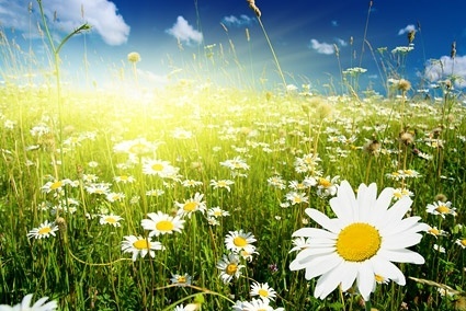 Spring pictures free stock photos download (4,549 Free stock photos