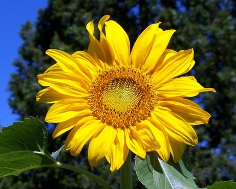 White sunflower hd free stock photos download (9,412 Free stock photos) for commercial use