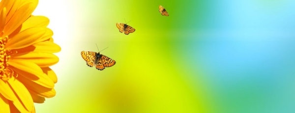 Sunflower Butterfly Free Stock Photos Download 908 Free Stock Photos For Commercial Use Format Hd High Resolution Jpg Images