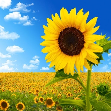 Sunflower Hd Free Stock Photos Download 2 692 Free Stock Photos
