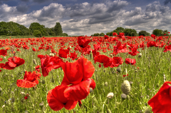 Poppy Field Images Free Stock Photos Download 2 603 Free Stock Photos For Commercial Use Format Hd High Resolution Jpg Images