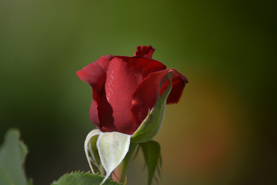 Single Red Rose Flower Free Stock Photos Download 16 287 Free Stock Photos For Commercial Use Format Hd High Resolution Jpg Images