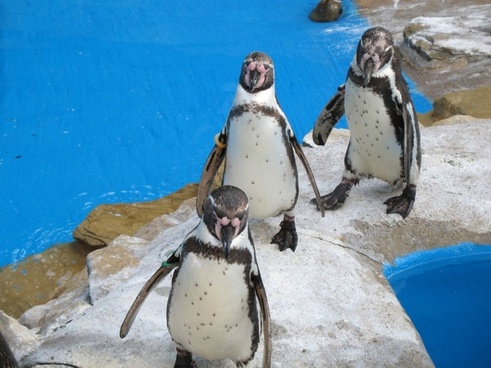 [Image: three_penguins_182759.jpg]