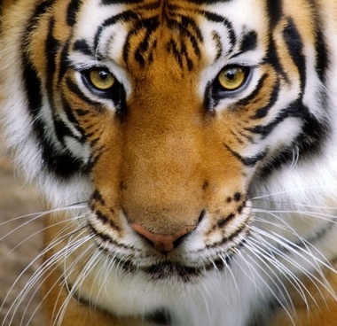 Bengal Tiger Pictures Hd Download Free Images On Unsplash