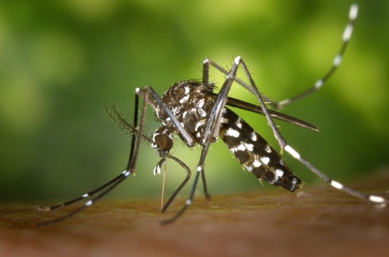 Free mosquito pictures free stock photos download (12 Free stock ...