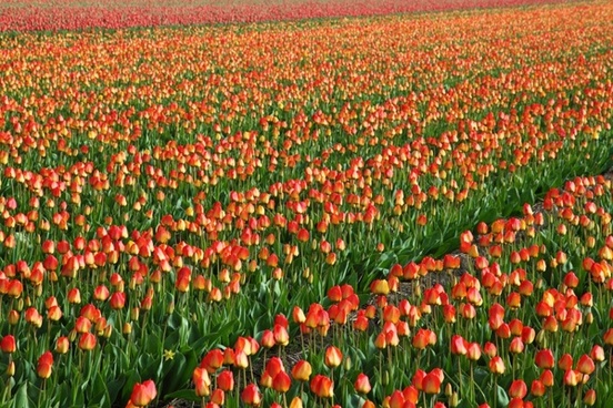 tulip field background