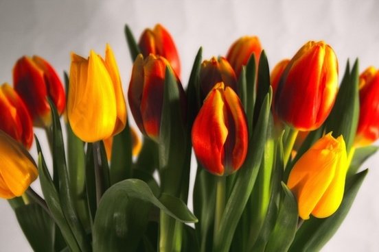 Tulip red yellow Free stock photos in JPEG (.jpg) 4000x3000 format for ...