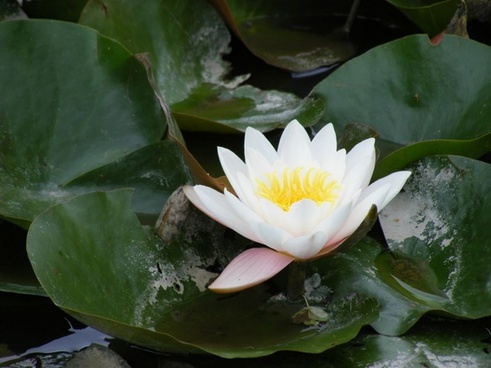 White Flower Images Water Lily Free Stock Photos Download 26 709 Free Stock Photos For Commercial Use Format Hd High Resolution Jpg Images